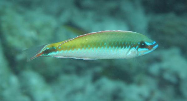 Wrasse - Rainbow Wrasse