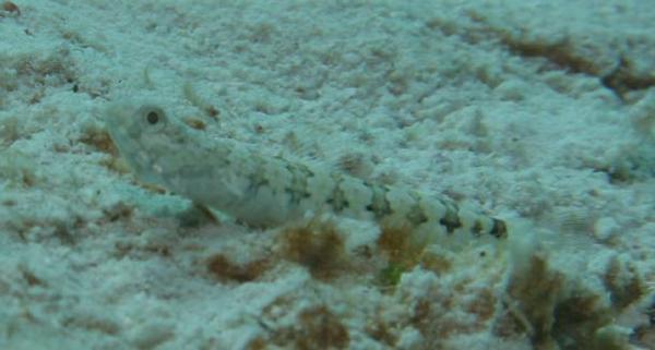 Lizardfish - Red Lizardfish