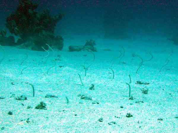 Conger Eels - Red Sea Garden Eel