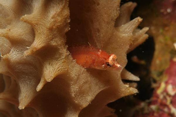 Blennies - Ringed Blenny