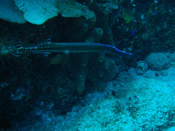 Trumpetfish - Trumpetfish