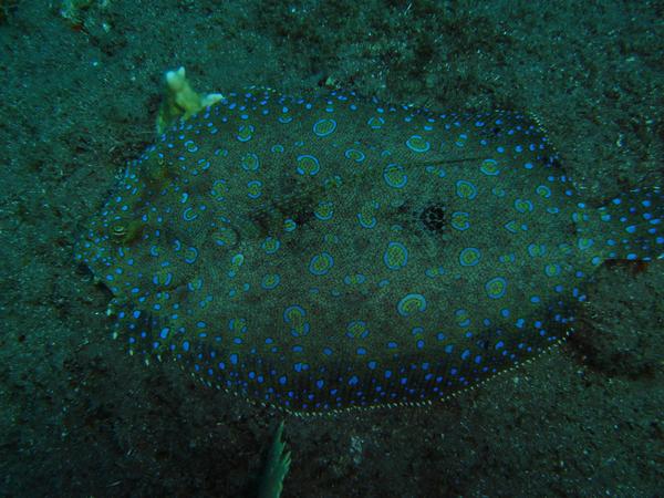 Flounders - Plate Flounder