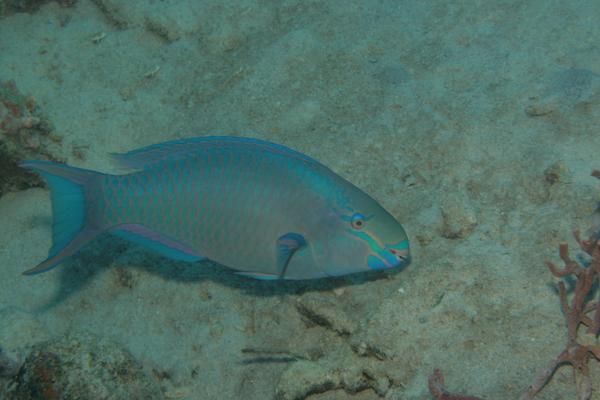 Queen Parrotfish - Scarus vetula