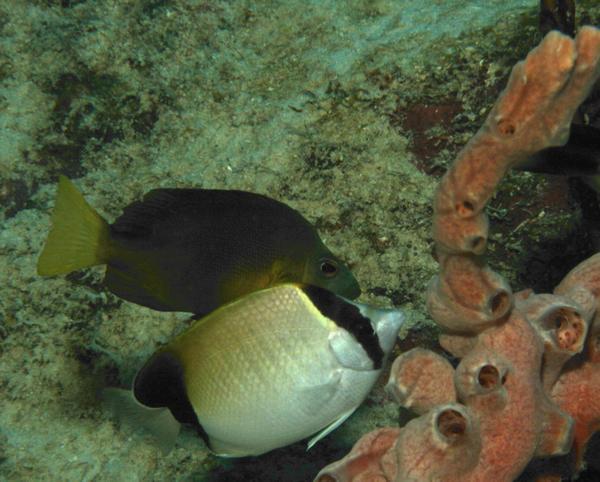 Butterflyfish - Reef Butterflyfish