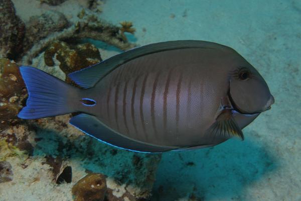 Surgeonfish - Doctorfish