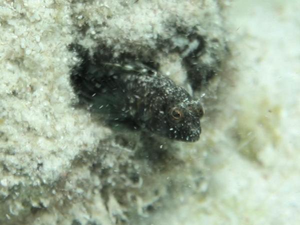 Blennies - Sailfin Blenny