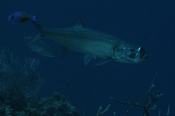 Tarpons - Tarpon