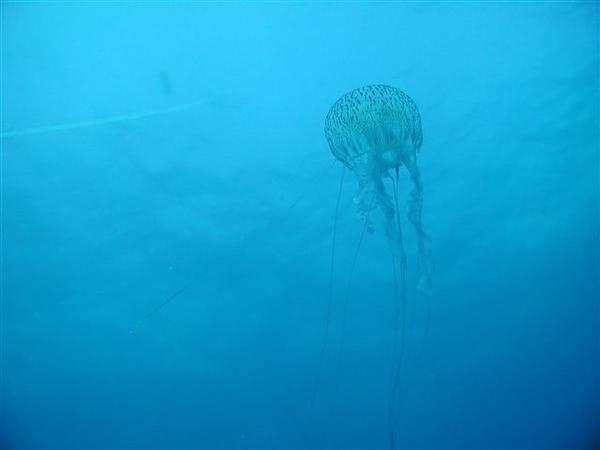 Jellyfish - Warty Jellyfish