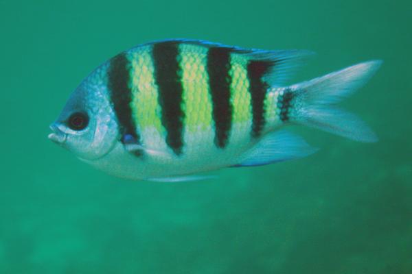 Damselfish - Indo-Pacific Sergeant