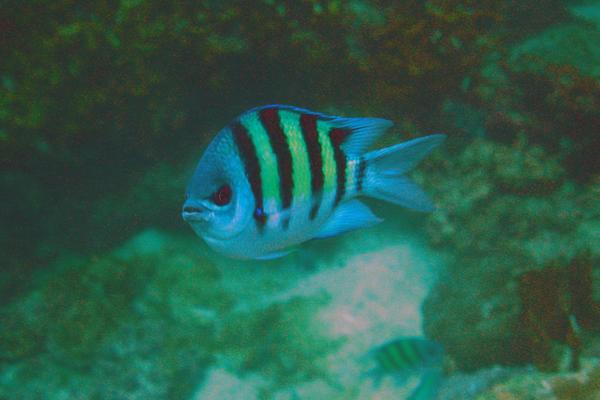 Damselfish - Indo-Pacific Sergeant