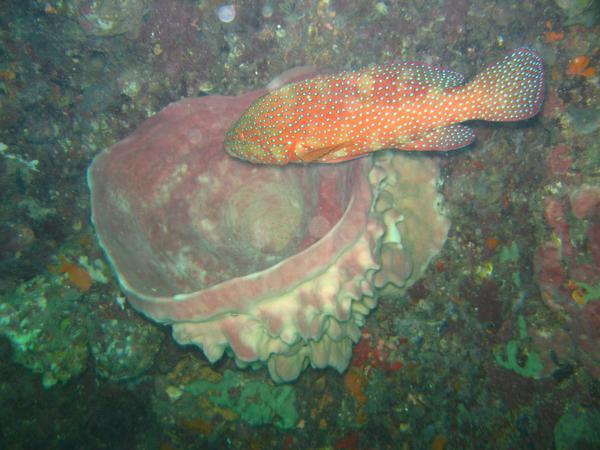 Groupers - Coral Grouper