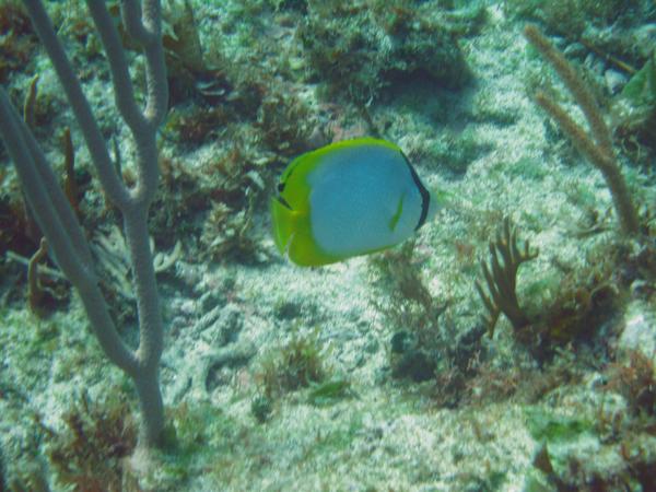 Butterflyfish - Spotfin Butterflyfish