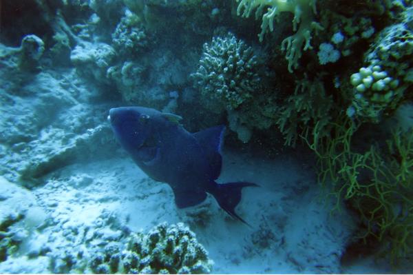 Triggerfish - Blue Triggerfish