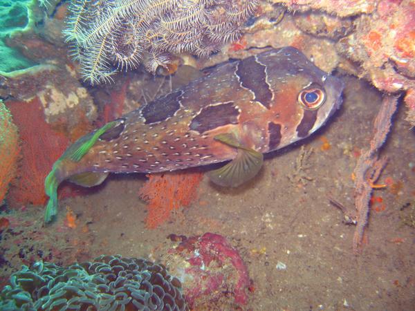 Porcupinefish - Black-blotched Porcupinefish