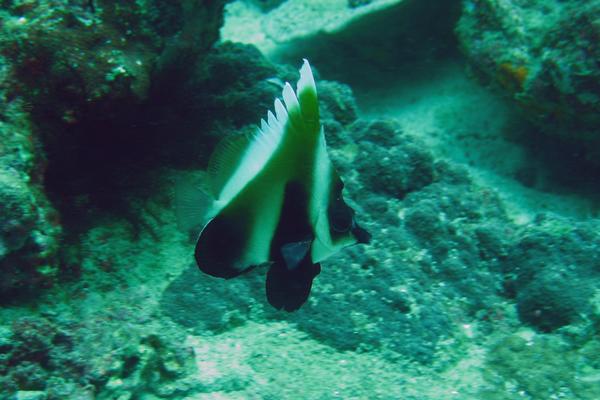 Butterflyfish - Phantom Bannerfish