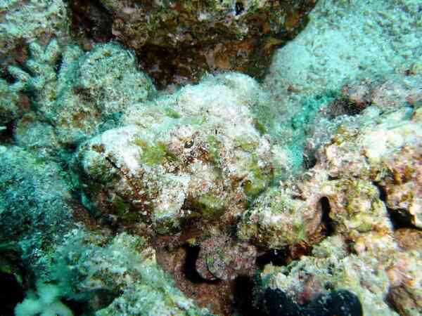 Scorpionfish - Devil Scorpionfish