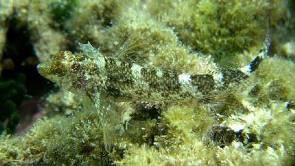 Triplefin Blennies - Red Triplefin