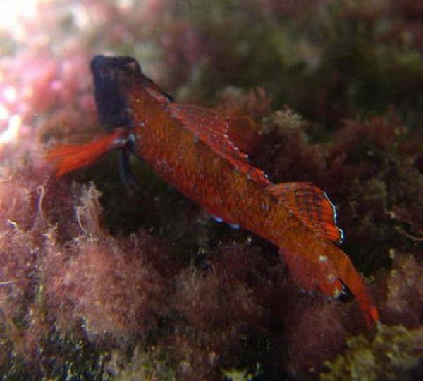 Triplefin Blennies - Red Triplefin