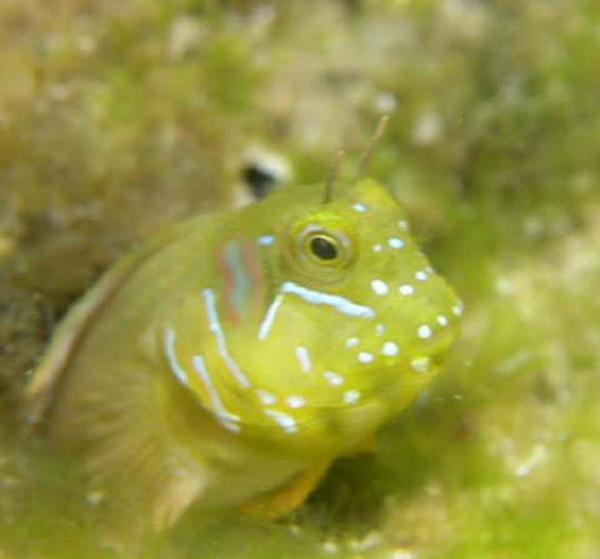 Blennies - Sphinx Blenny