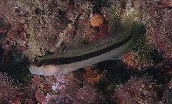 Blennies - Striped Blenny