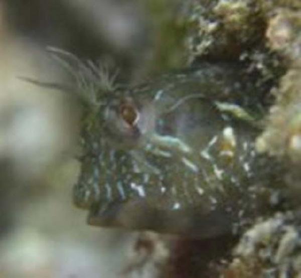 Blennies - Surprise Blenny