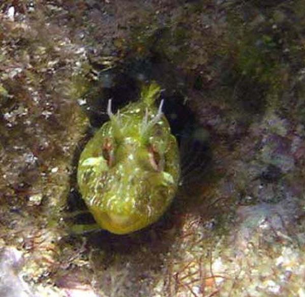 Blennies - Surprise Blenny