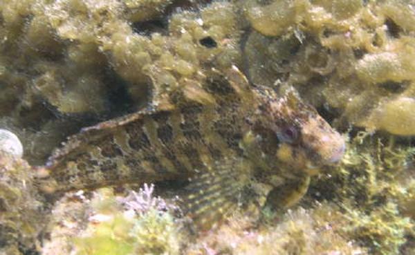 Blennies - Tompot Blenny