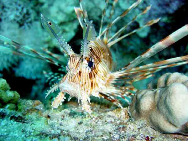 Lionfish - Lionfish