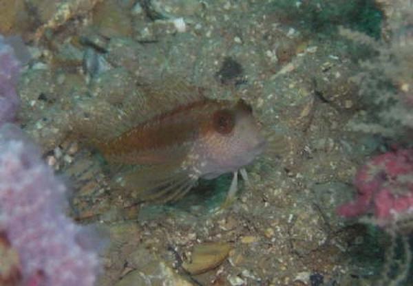 Blennies - Variable Blenny