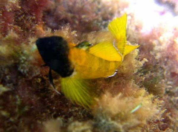 Triplefin Blennies - Black-faced Blenny