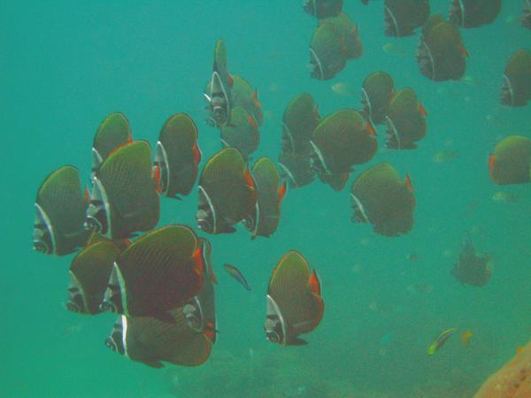 Butterflyfish - White Collar Butterflyfish