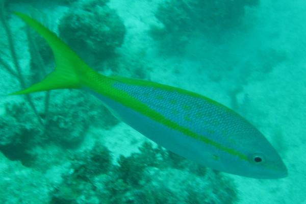 Snappers - Yellowtail Snapper