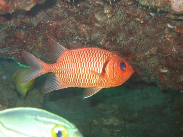 Squirrelfish - White-edged Soldierfish