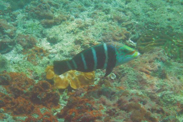 Wrasse - Barred Thicklip Wrasse