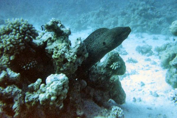 Moray - California Moray