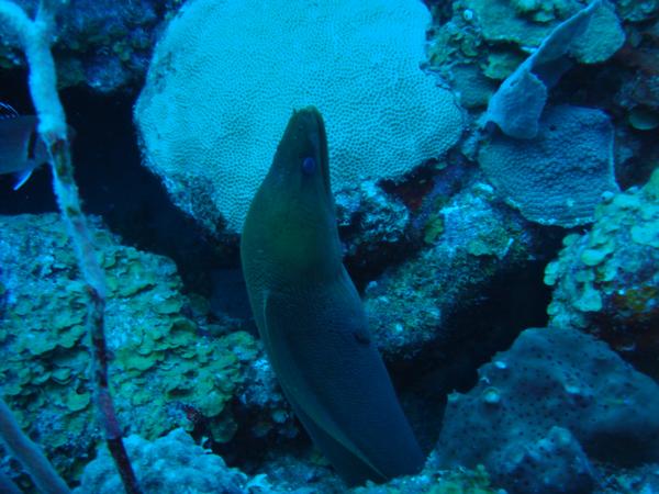 Moray - Green Moray