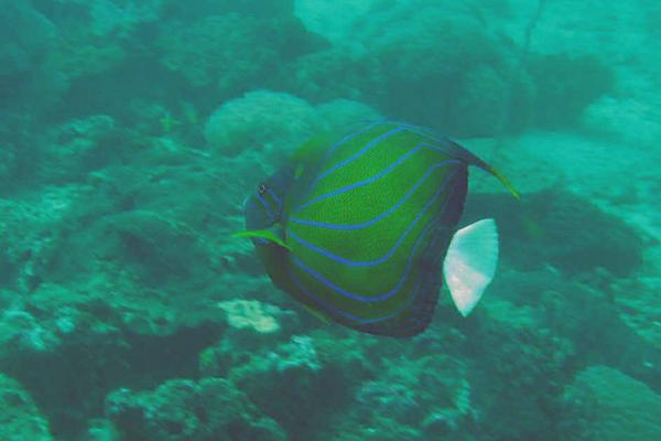 Angelfish - Blue-ringed Angelfish