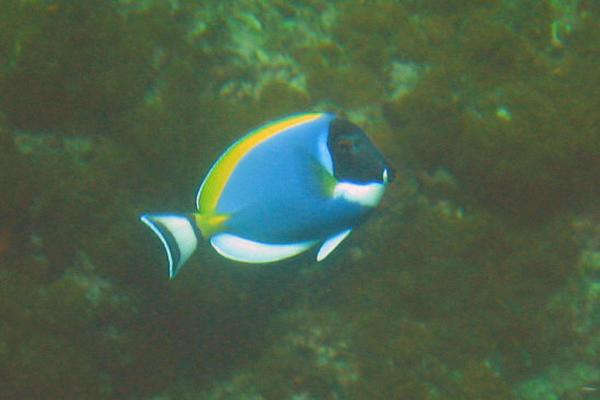 Surgeonfish - Powder Blue