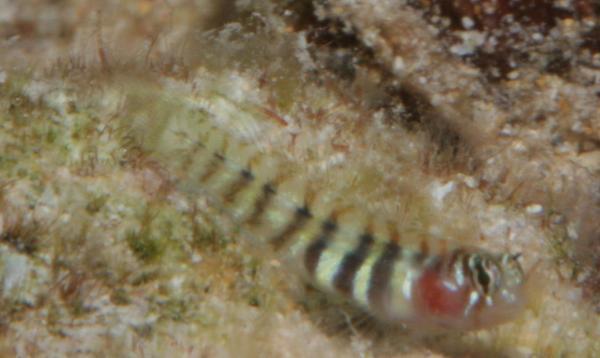 Semiscaled goby