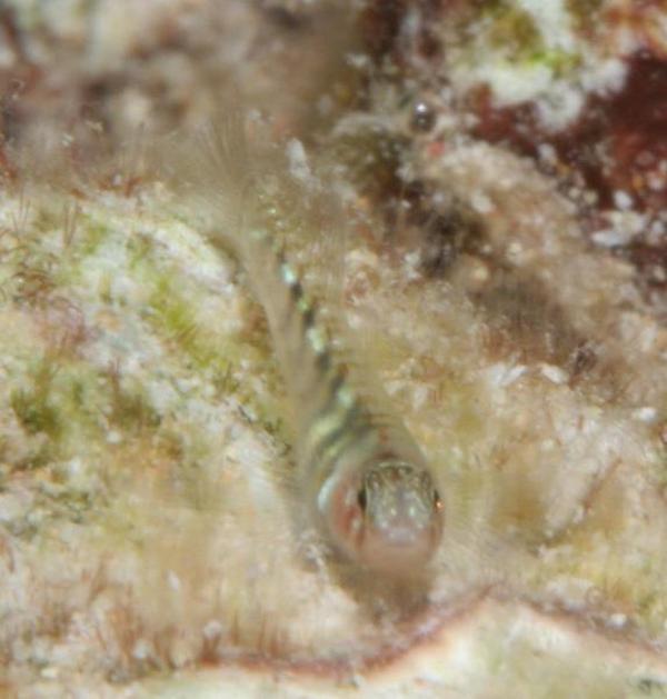 Gobies - Semiscaled goby