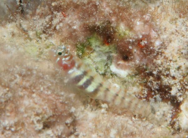 Gobies - Semiscaled goby Gobies - Semiscaled goby