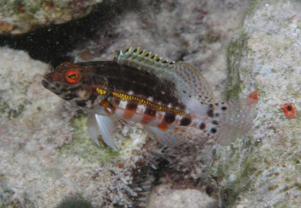 Groupers - Lantern Bass Groupers - Lantern Bass