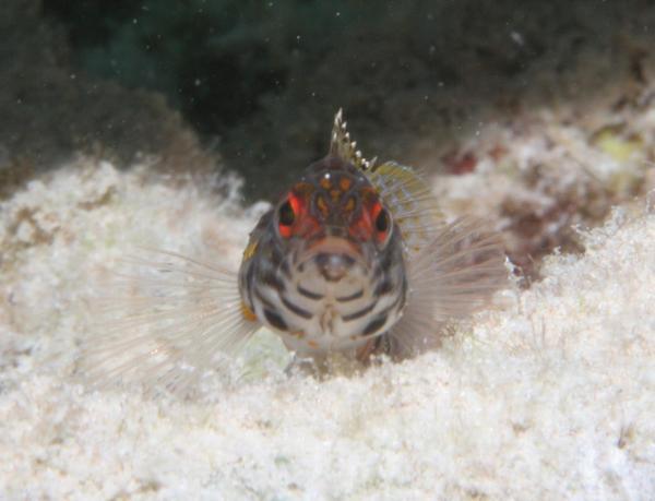 Groupers - Lantern Bass Groupers - Lantern Bass