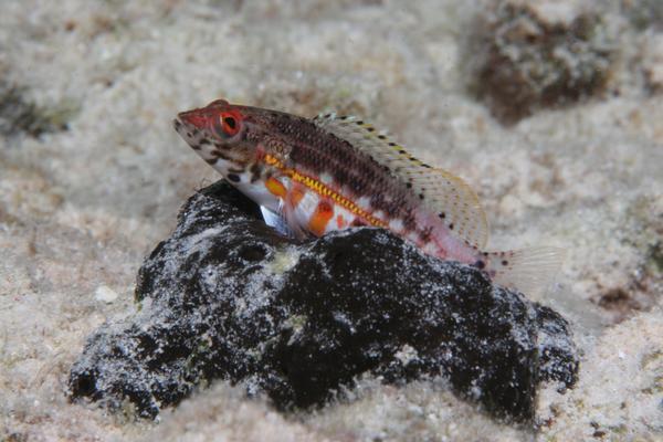 Groupers - Lantern Bass Groupers - Lantern Bass