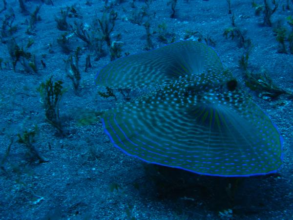 Flying Gurnard - Flying Gurnard