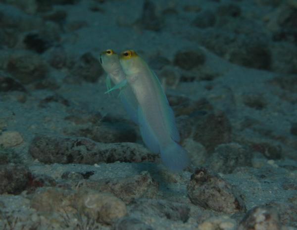 Jawfish - Yellowhead Jawfish