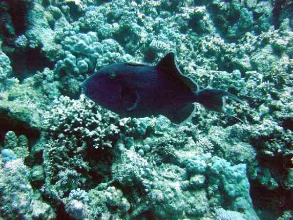 Triggerfish - Blue Triggerfish