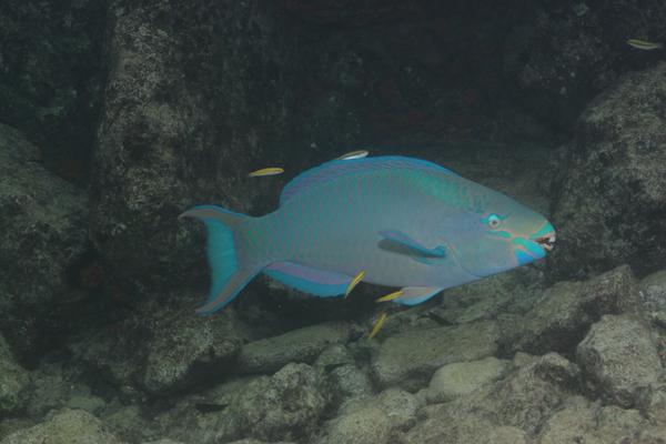 Parrotfish - Queen Parrotfish Parrotfish - Queen Parrotfish