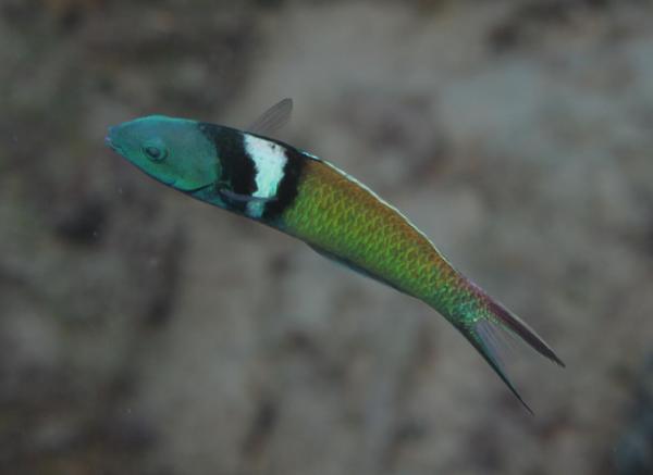 Bluehead Wrasse - Thalassoma bifasciatum