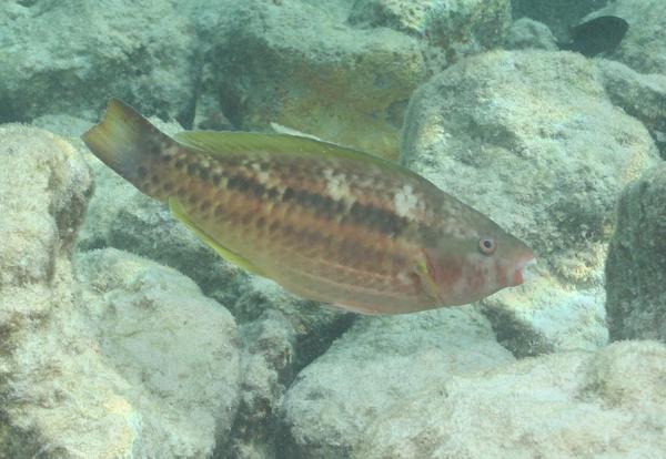Parrotfish - Princess Parrotfish Parrotfish - Princess Parrotfish